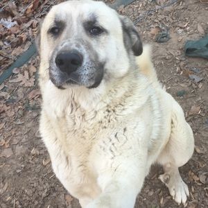 Meet your Posher, Junior